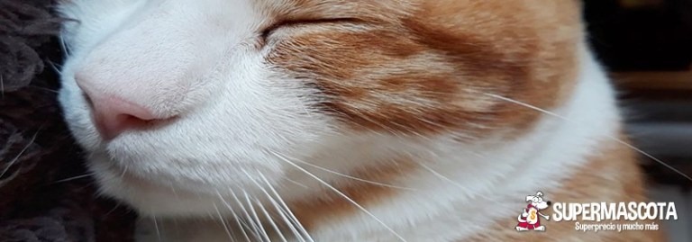 Dale un respiro a tu gato. ¿Cómo evitar las enfermedades respiratorias?