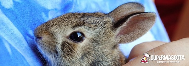 Supercuidados para la salud del conejo