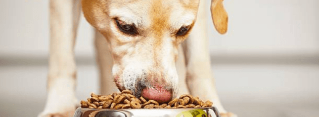 Alimentos prohibidos para perros: Más vale alimentar bien que curar