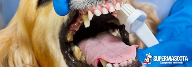 Higiene dental en perros y gatos: practícala tanto como salir a pasear